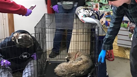 'Found in poop, beat with a shovel': Md. shelter rescues dogs in extreme hoarding case