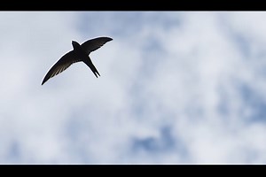 IDVERDE SWIFT PROJECT