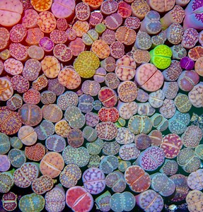 15 Weird Plants That Seem Like They Came Out of a Sci-Fi Movie | LoveToKnow