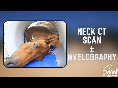 Cervical (Neck) CT Scan ± Myelography - Equine Imaging - B&W Equine Hospital