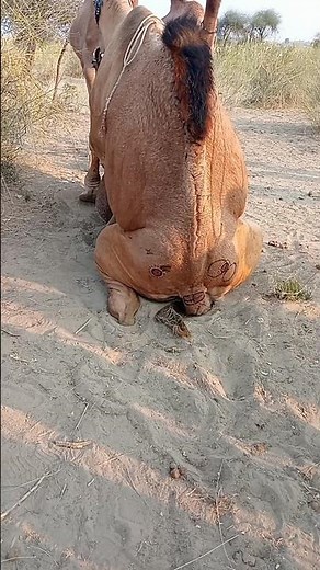 فهم تزاوج الجمال والولادة