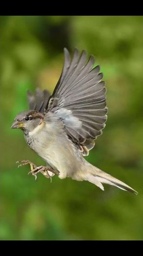 wings flapping sound effect #fieldrecordings