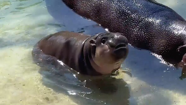 Baby pygmy hippo makes adorable debut at Virginia zoo