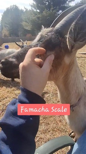 Don't forget to check your goat's famacha score! The colour of a goat's lower eyelid can tell you if your goat has a high parasite load. #farmlife #goatlife #goats #famacha #teeth #healthcheckup | Lorne Rogers