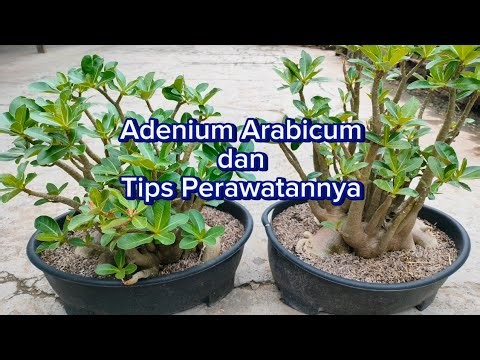 Adenium Arabicum and Care Tips