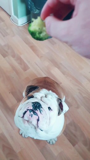 Healthy Bulldog Diet Tips