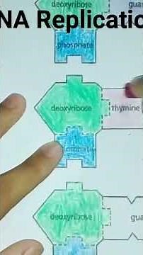 DNA replication Activity