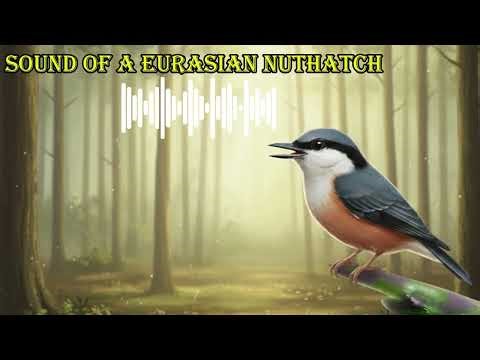 SOUND OF A EURASIAN NUTHATCH 🔊 What does a eurasian nuthatch sound