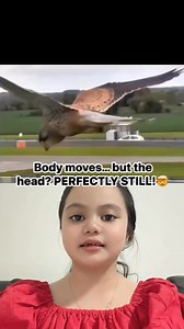 12K views · 128 reactions | 礪 INSANE FOCUS! The Kestrel’s Head...