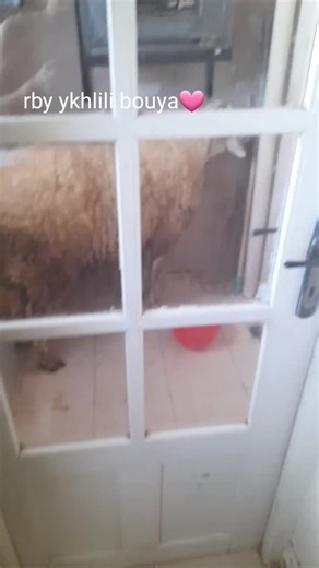 Unique ASMR Experience with a Playful Sheep