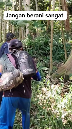 Saat saat yang mencemaskan apabila terjumpa dengan beruk hitam besar #mawas #berukbesar #gorilla #dangerous #fyp #fypppppppppppppp @sorotan @pengikut | Mohd N Yusoff
