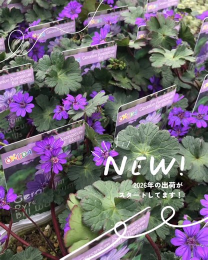 Green Farm Village (奥田園芸) | 2026.01.13 tue 早いもので1月も半分が過ぎようとしています😳 Green Farm Villageでは少しずつですが早春の植物の出荷が始まっています🪴✨ うちの早春の定番になっている #エロデュームスイートハート #ゲラニュームビルウォーリス... | Instagram