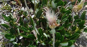 Dryas integrifolia - Alchetron, The Free Social Encyclopedia