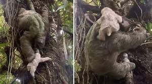 Mother Sloth Helps Her Baby Who Fell From A Tree