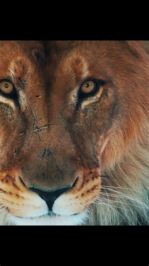 THE KING AWAKENS | Real HDR Animal Eyes