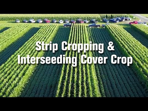 Strip Cropping and Interseeding Cover Crops with Marty Weiss