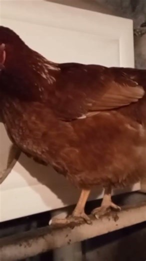 петух, вылазь! мне яичко нести!