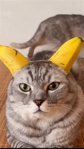 77K views · 1.5K reactions | Funniest cats hilarious moments try not to laugh.  #cat #funnycat #pet #catmoment #reels | My Cat | Facebook