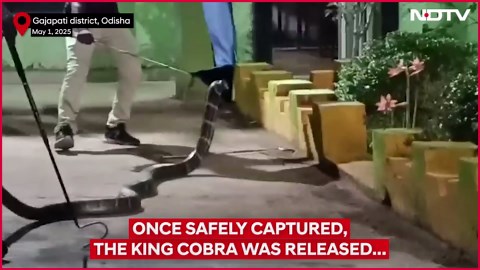 Massive 20-Foot King Cobra Rescued From Odisha School After 30-Minute Tussle