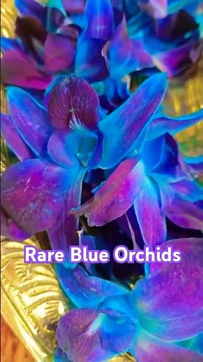 Rare Blue Orchids