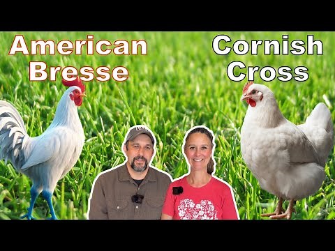 The Meat Chicken Dilemma! IS there a clear WINNER? Cornish Cross or American Bresse.