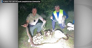 Pythons, dozens of hatchlings found in Big Cypress National Preserve