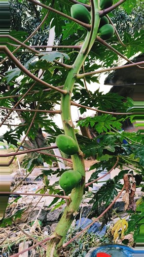 Nagin dance papaya tree.. #funny #comedy #dancevideo #tree #viralshorts #nagindance
