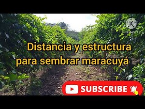 Distancia y estructura para sembrar maracuyá Como tener un cultivo de maracuyá exitoso