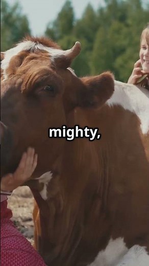 Cattle Breeds & Their Temperments