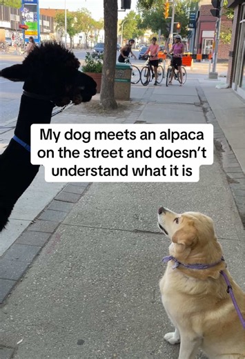 My Dog's First Encounter with an Alpaca