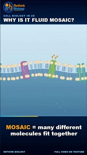 Fluid Mosaic model of plasma membrane #biology #biochemistry #cellbiology