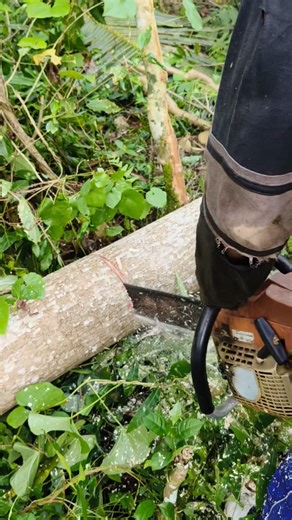 Professional Loggers Agree: This Is the Correct Way to Cut a Tree with a Chainsaw. | Wood Cutting
