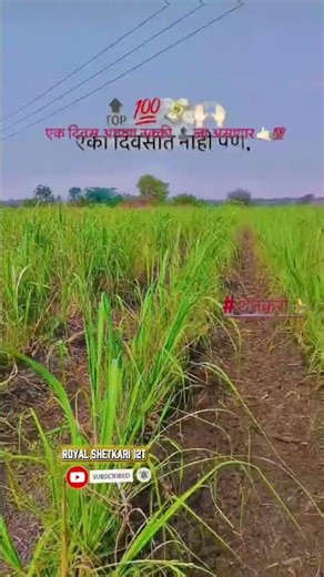शेतकऱ्याची मेहनत एका दिवसात नाही, पण... 💪🌾. RoyalShetkari12T#shorts