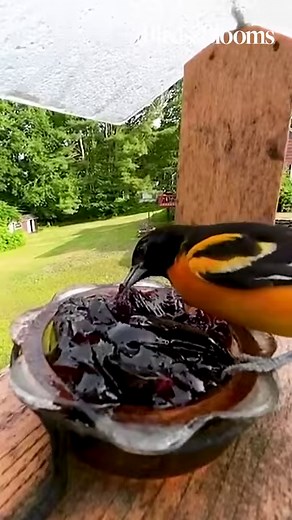 9.5K views · 179 reactions | See the amazing winners of our 2022 Backyard Video Contest! | Birds & Blooms Magazine | Facebook