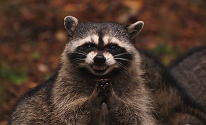Evil Plotting Raccoon | Know Your Meme