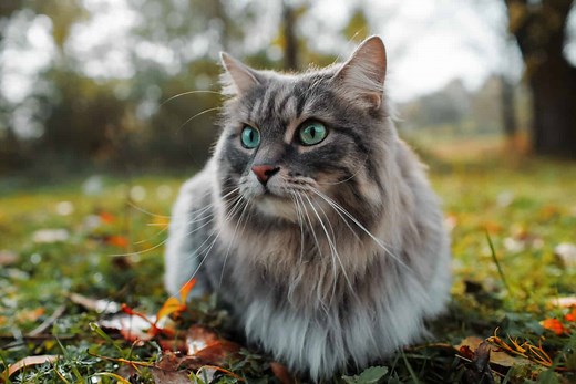 Siberian Cat Colors: Rarest to Most Common