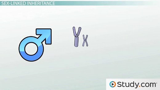 Sex-Linked Traits & Polygenic Inheritance | Meaning & Examples