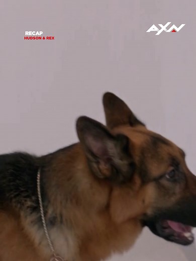 Habilidad: súper olfato para detectar arte falso en galerías | #RecuerdoAXN #HudsonRexAXN