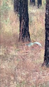 Fox squirrel while deer hunting #foxsquirrel #deerhunting #deer