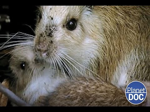 A very special animal: this is the Giant Rat found in Cuba (FULL DOCUMENTARY)
