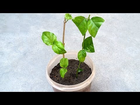 Grow jasmine plant from cutting | Grow jasmine | Grow plant from cutting