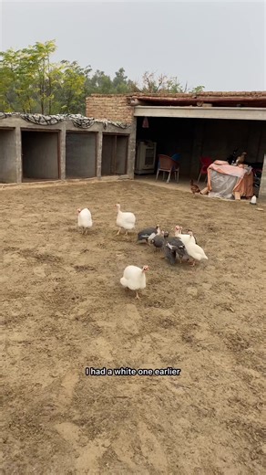 Guinea Fowls in Flight