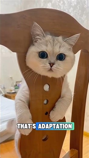 Why Your Cat Acts Different Around YOU (Not Random)