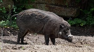 The Visayan warty pig, Sus cebifrons is a critically endangered species in the pig genus Sus. It is endemic to six of the Visayan Islands in the central Philippines.