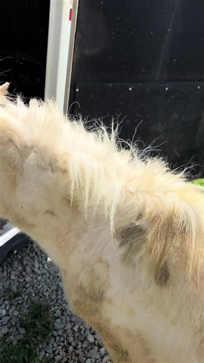 Sky loading up in the trailer