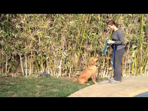 Basic Obedience Commands And Hand Signals - 10 Month Old Puppy