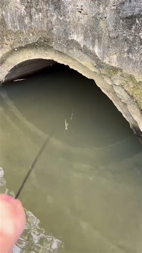 The Tunnel Monster Finally Took the Bait! 🎣👀 #fishing #catfish #fishon #tunnelfishing #fishinglife