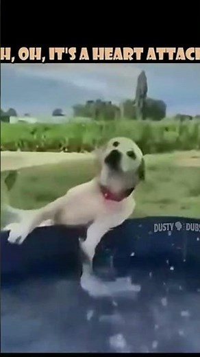 Funny Dog Voice Overs