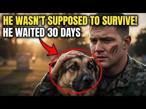 Loyal dog waits at grave: Marine and dog reunion after dog waited 30 days story