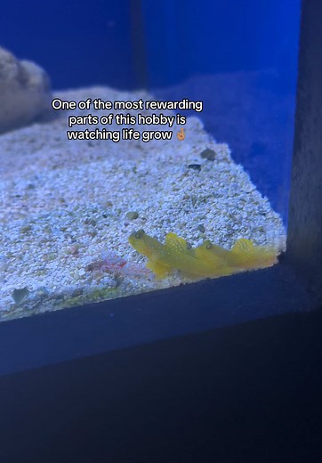 Building Healthy Nano Reefs: Watch Life Thrive